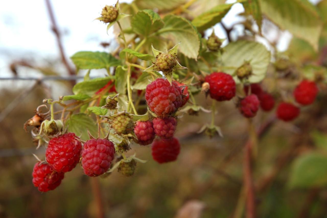 Villa The Berry Farm Retreat Hastings Esterno foto